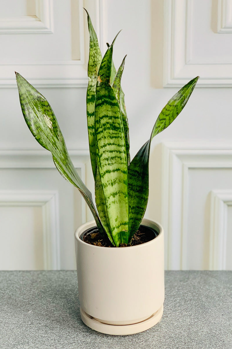 Snake Plant, Zeylanica 4"