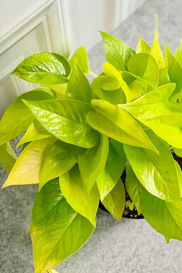 Pothos Neon 4"