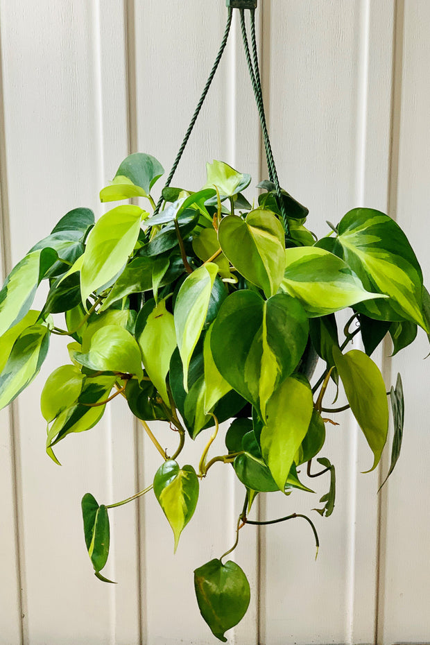 Philodendron, Brazil 6" HB