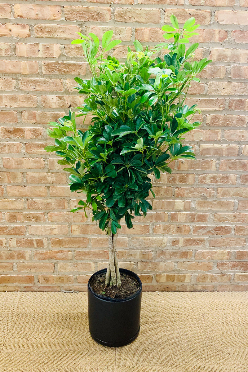 Schefflera Arboricola 10" Braid