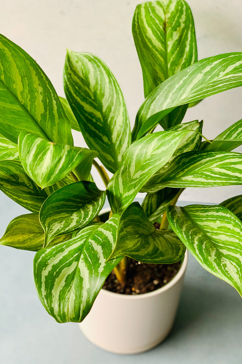 Chinese Evergreen, Stripes 10"