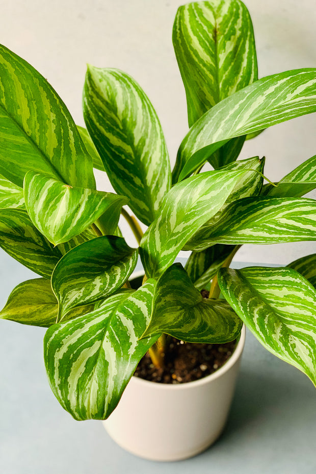 Chinese Evergreen, Stripes 8"