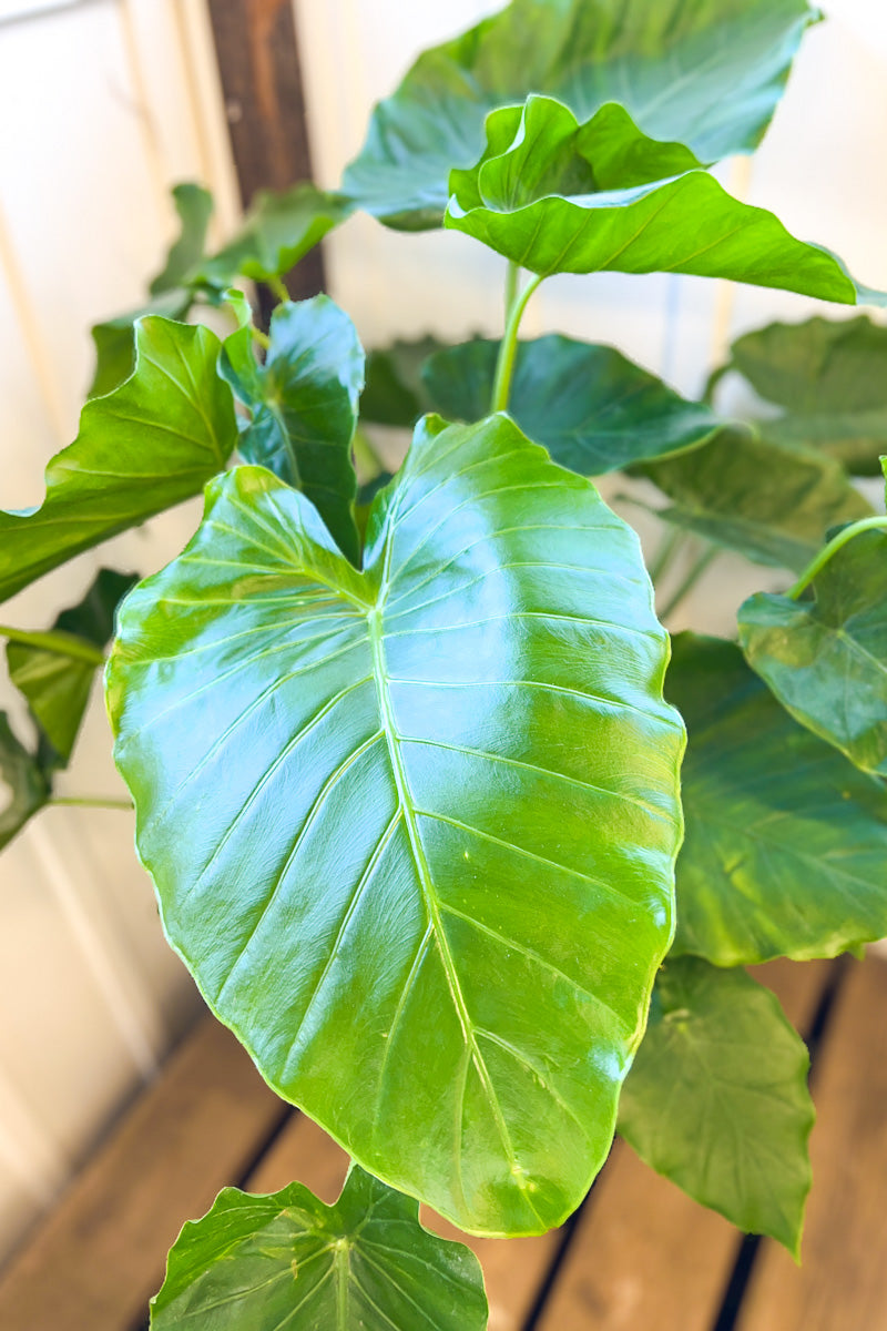 Alocasia, Green California 10"