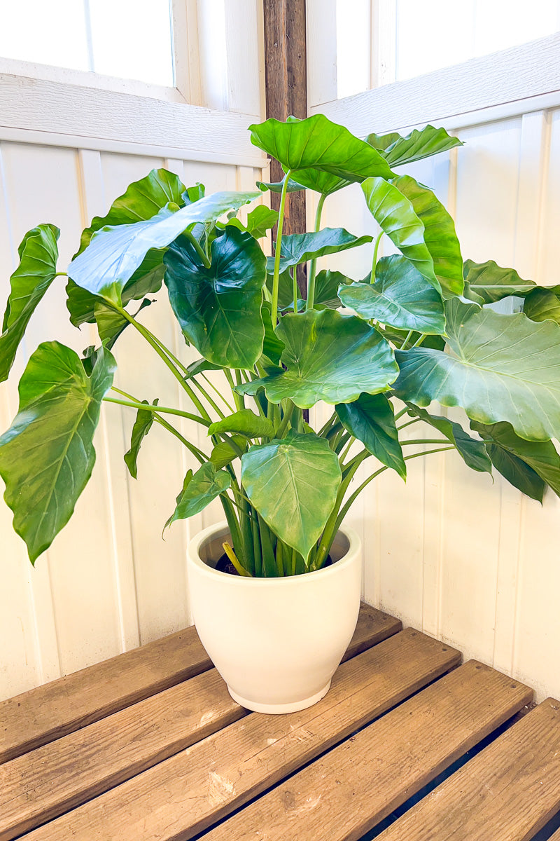 Alocasia, Green California 10"