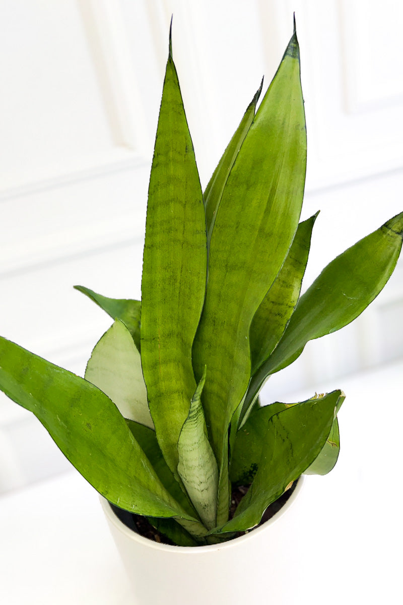 Snake Plant, Moonshine 6"