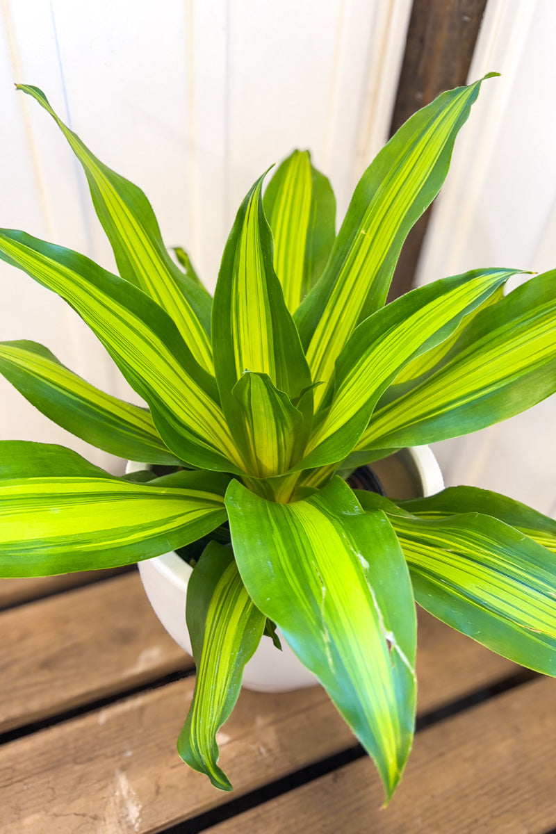 Dracaena, Golden Heart 10"