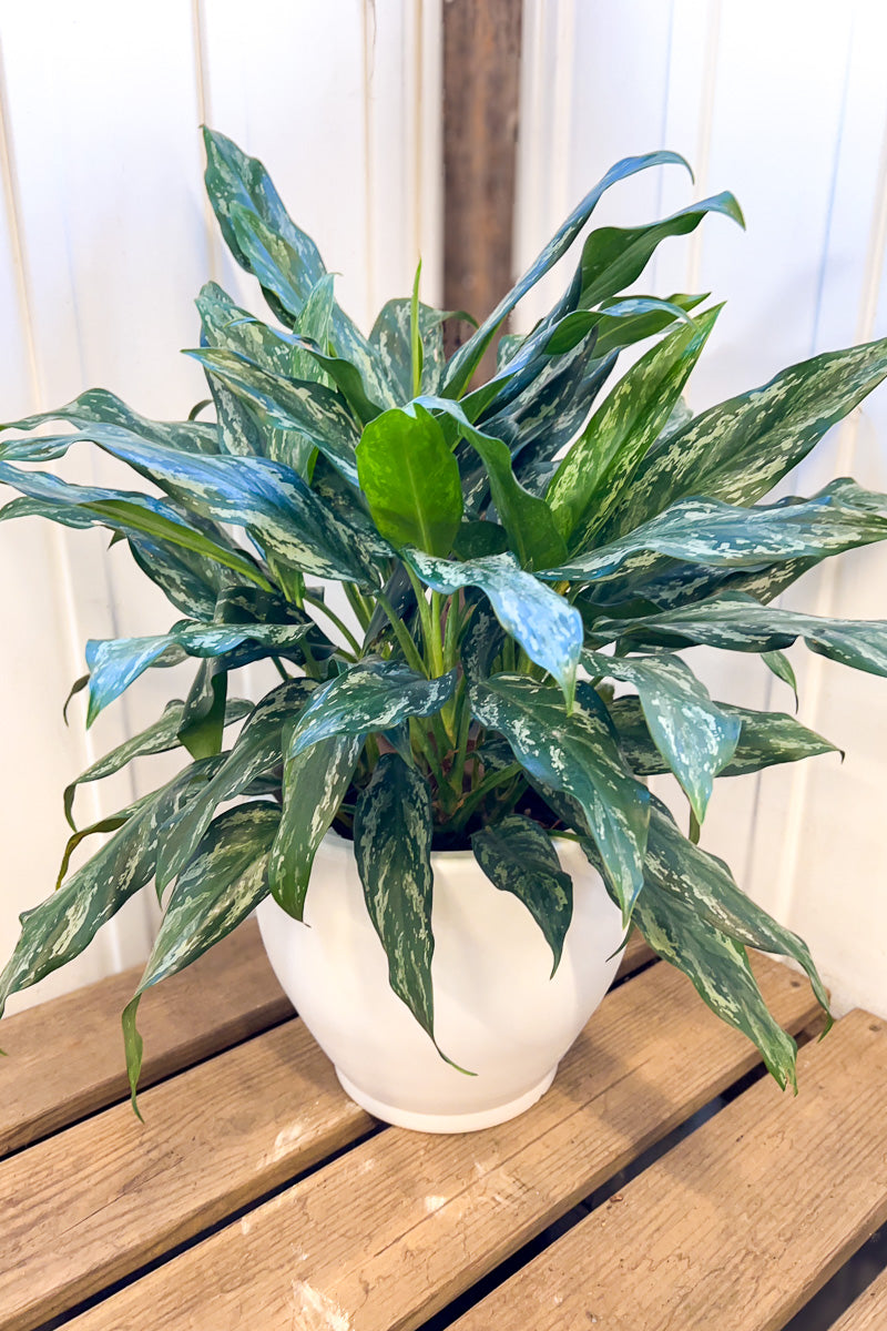 Chinese Evergreen, Shades 10"