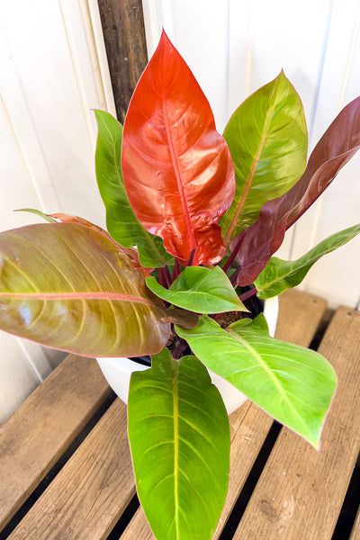 philodendron prince of orange small Philodendron, Prince of Orange 10" – Chalet