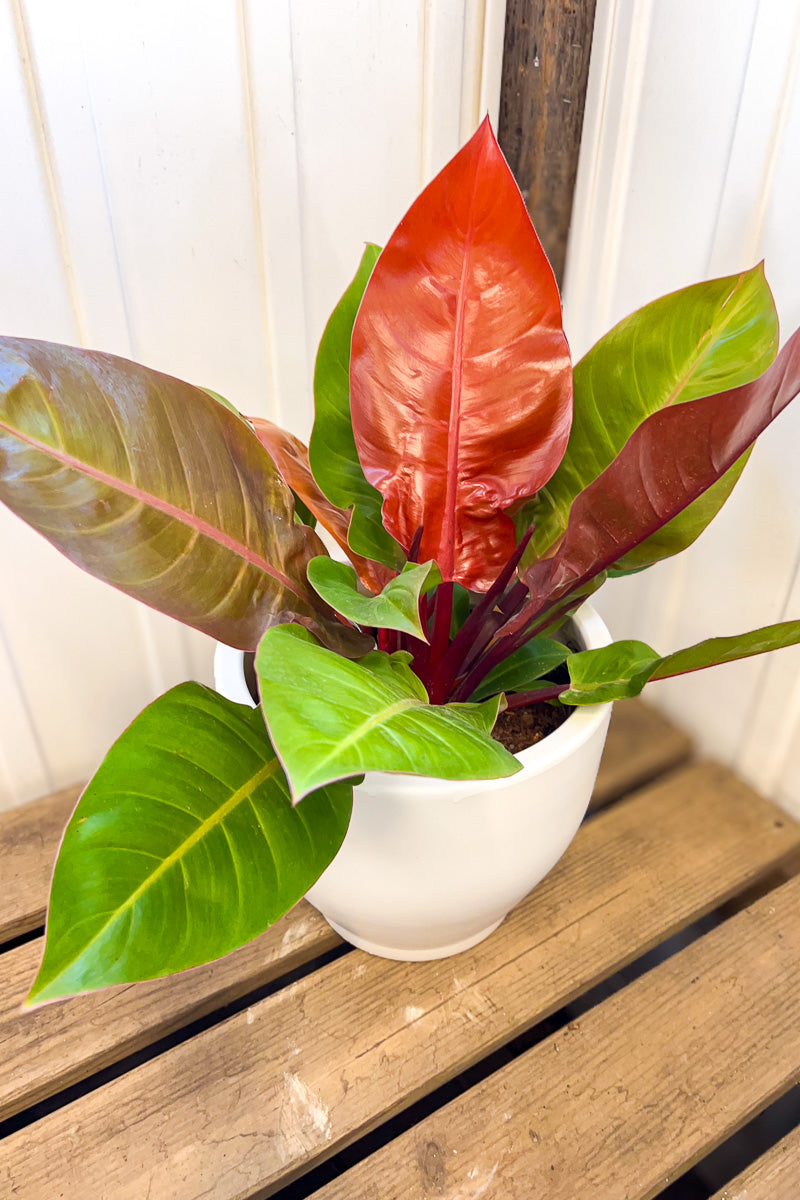 Philodendron, Prince of Orange 10"