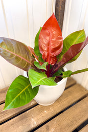 Philodendron, Prince of Orange 10"