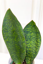 tiger shark snake plant Snake Plant, Shark Fin 6" – Chalet