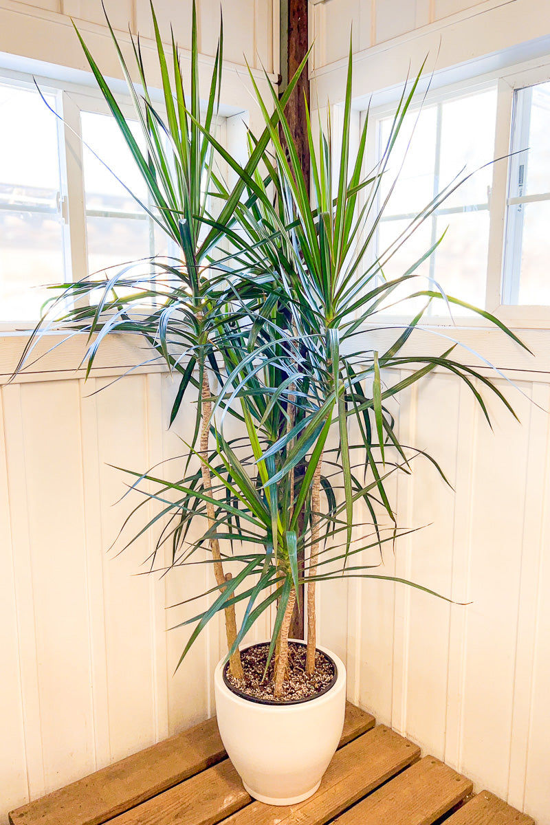 Dracaena, Marginata 10" Std