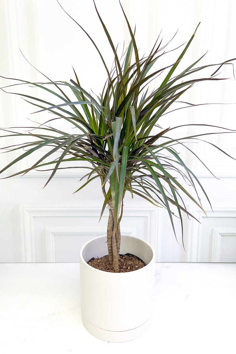 Dracaena, Marginata 6" Braid