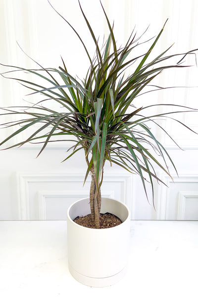 dracaena magenta braid Dracaena, Marginata 6" Braid