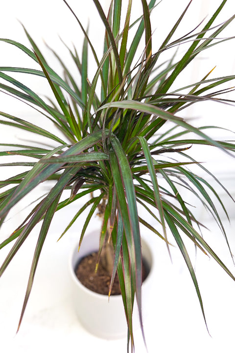 Dracaena, Marginata Magenta 8"