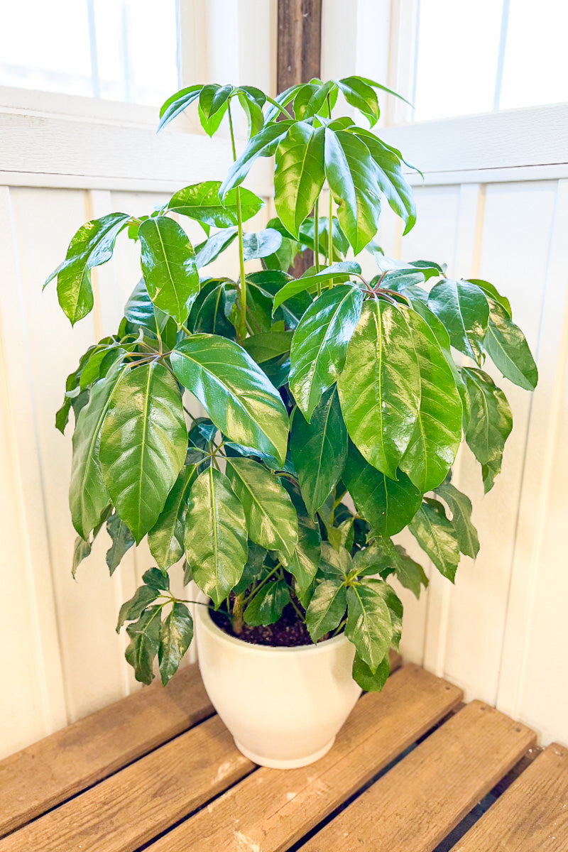 Schefflera Amate 10"