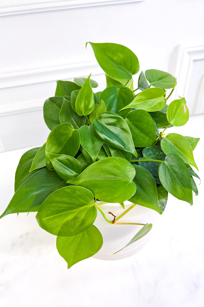 Philodendron, Heartleaf 6"