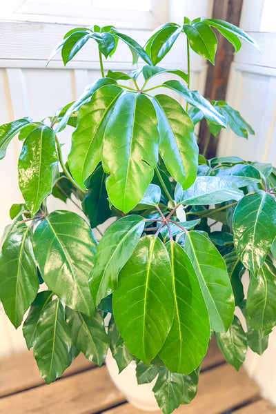 schefflera plant fertilizer Schefflera, Amate 10" – Chalet