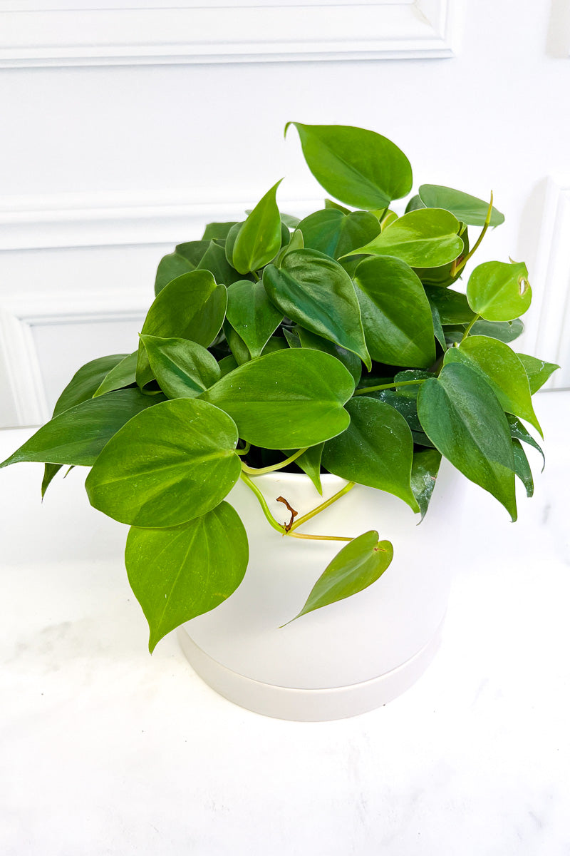 Philodendron, Heartleaf 6"