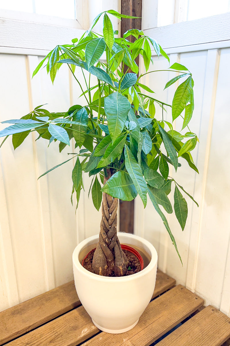 money tree lynnwood Money Tree, 8" Braid – Chalet