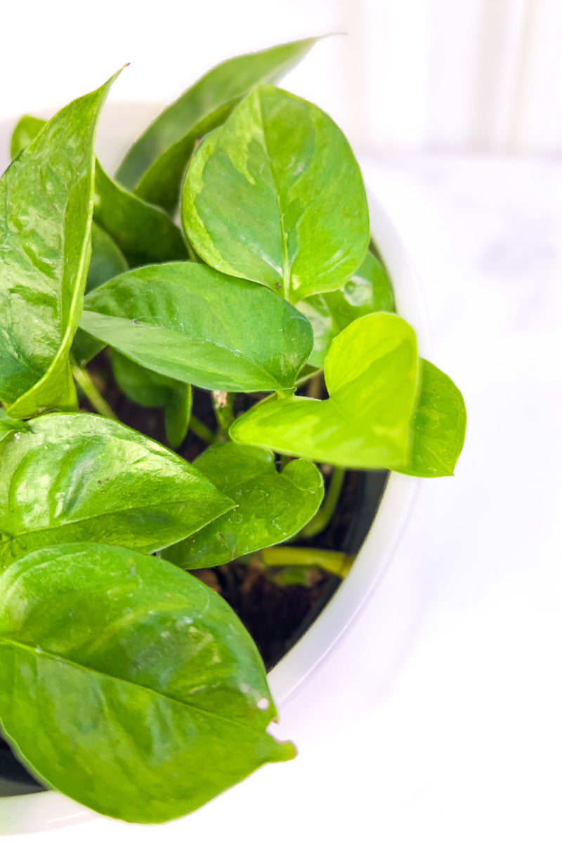 Pothos, Lemon Meringue 6"