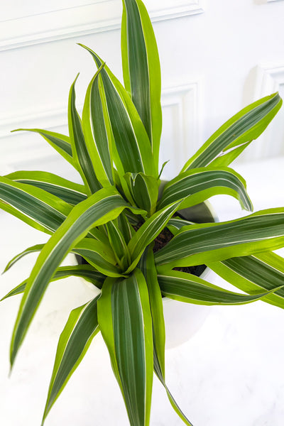 dracaena warneckii common name Dracaena, Warneckii Goldstar 6" – Chalet