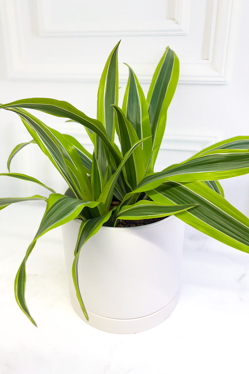 Dracaena, Warneckii Goldstar 6"