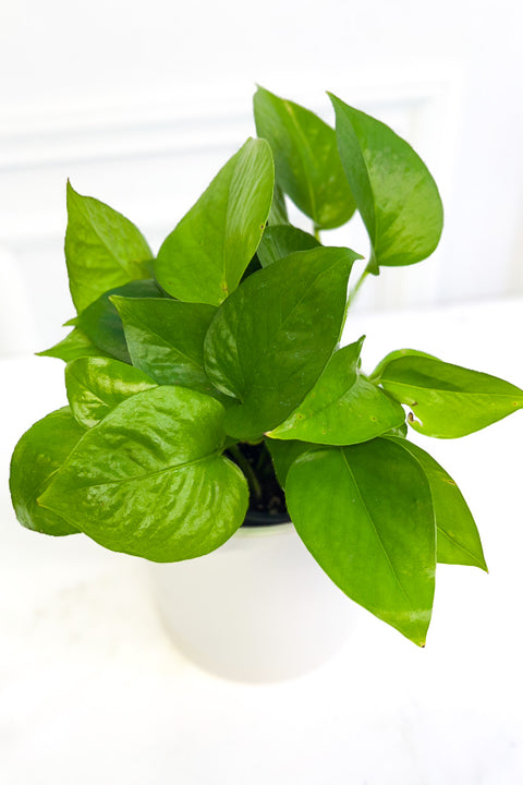 Pothos Jade 4"