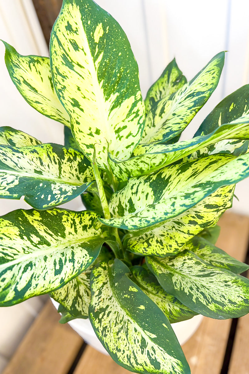 Dieffenbachia, Sublime 10"