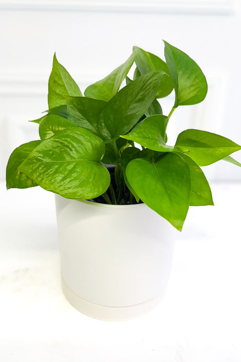 Pothos Jade 4"