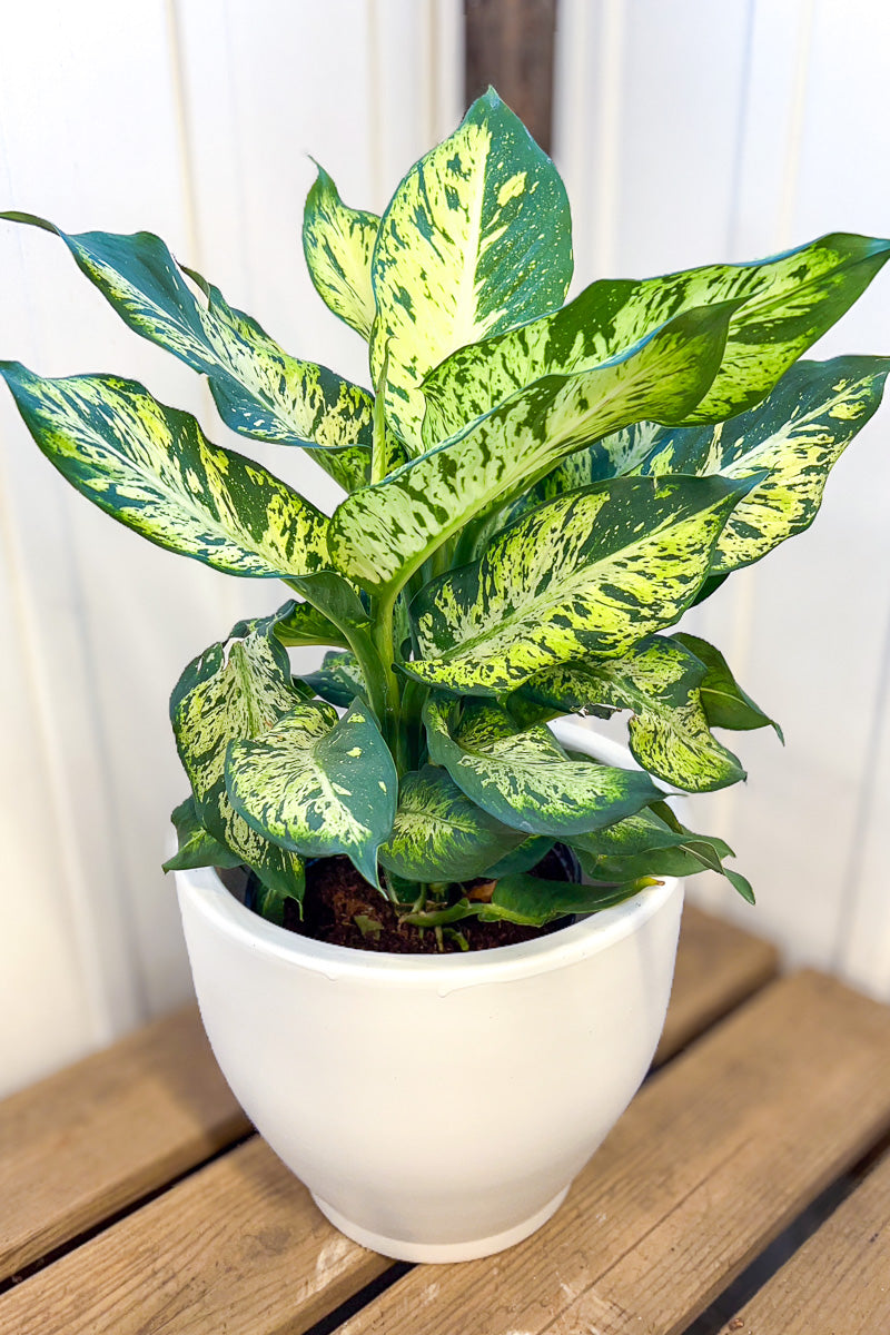 Dieffenbachia, Sublime 10"