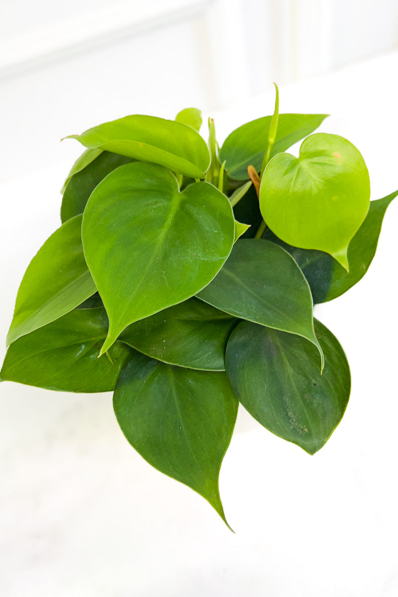 Philodendron, Heartleaf  4"