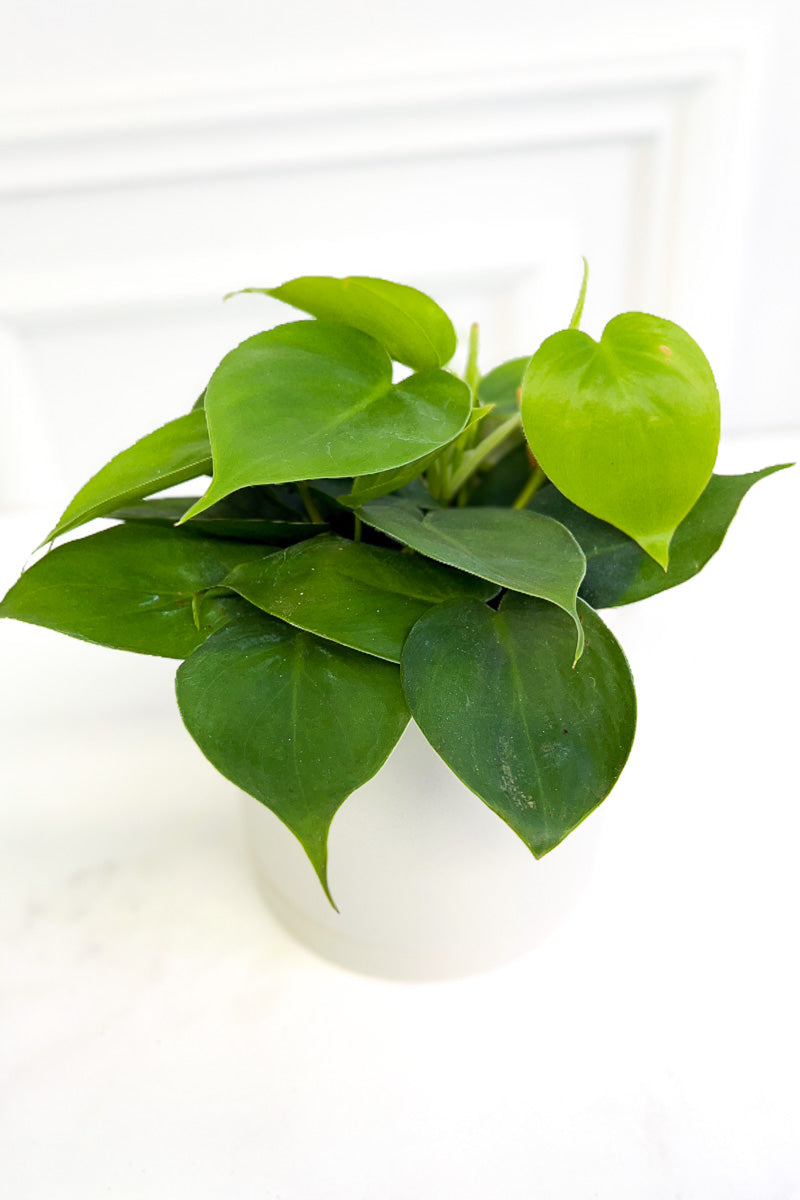 Philodendron, Heartleaf  4"