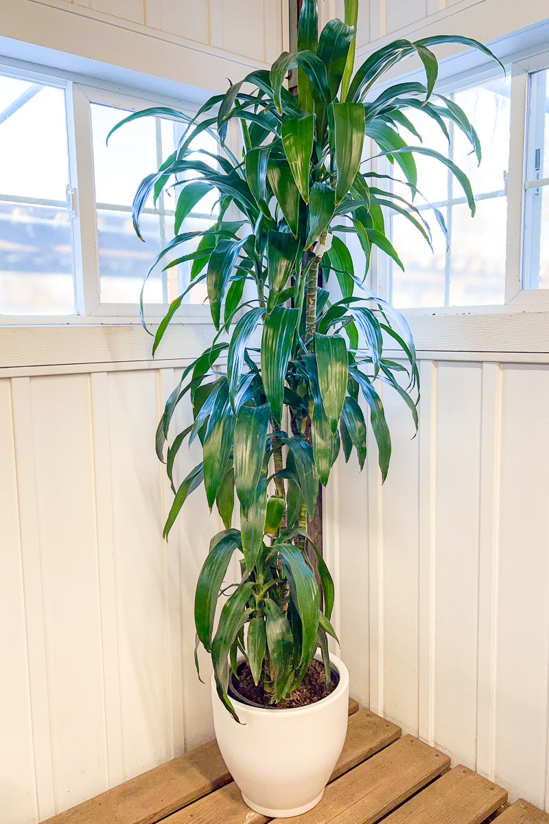 Dracaena, Lisa Cane 10" Staggered