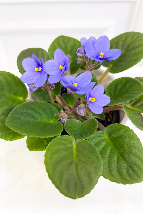 African Violet, Lavender 4"