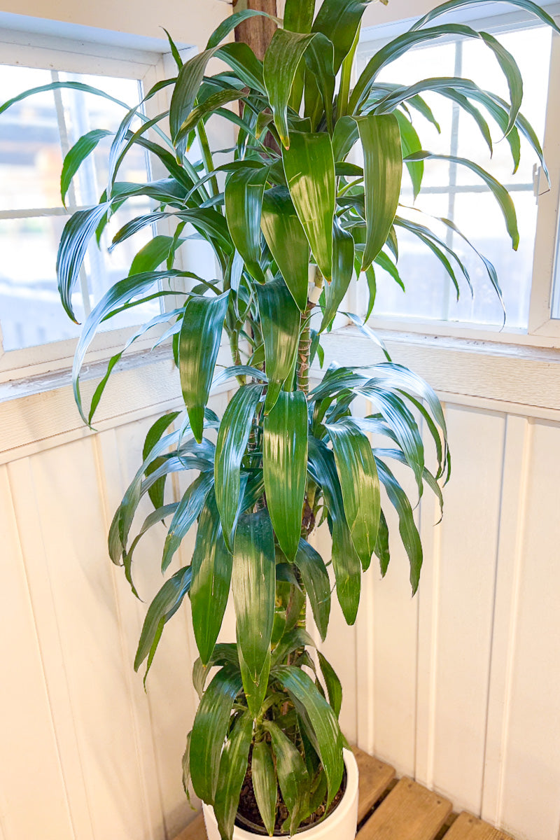 Dracaena, Lisa Cane 10" Staggered