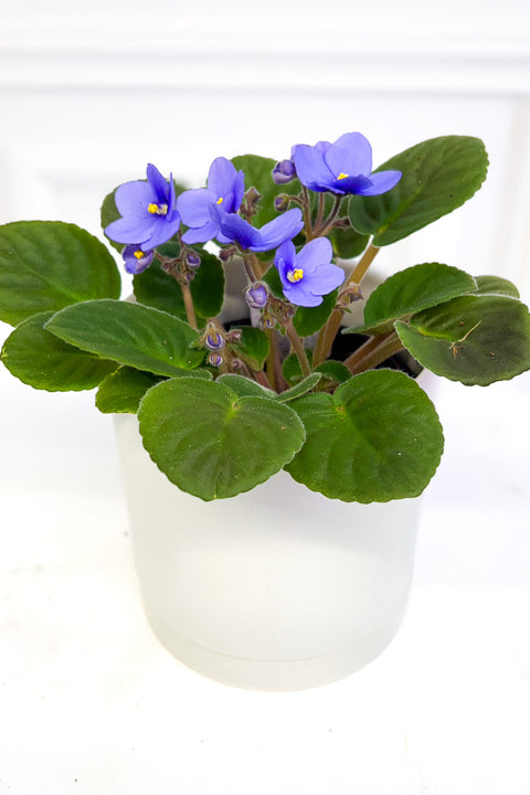 African Violet, Lavender 4"