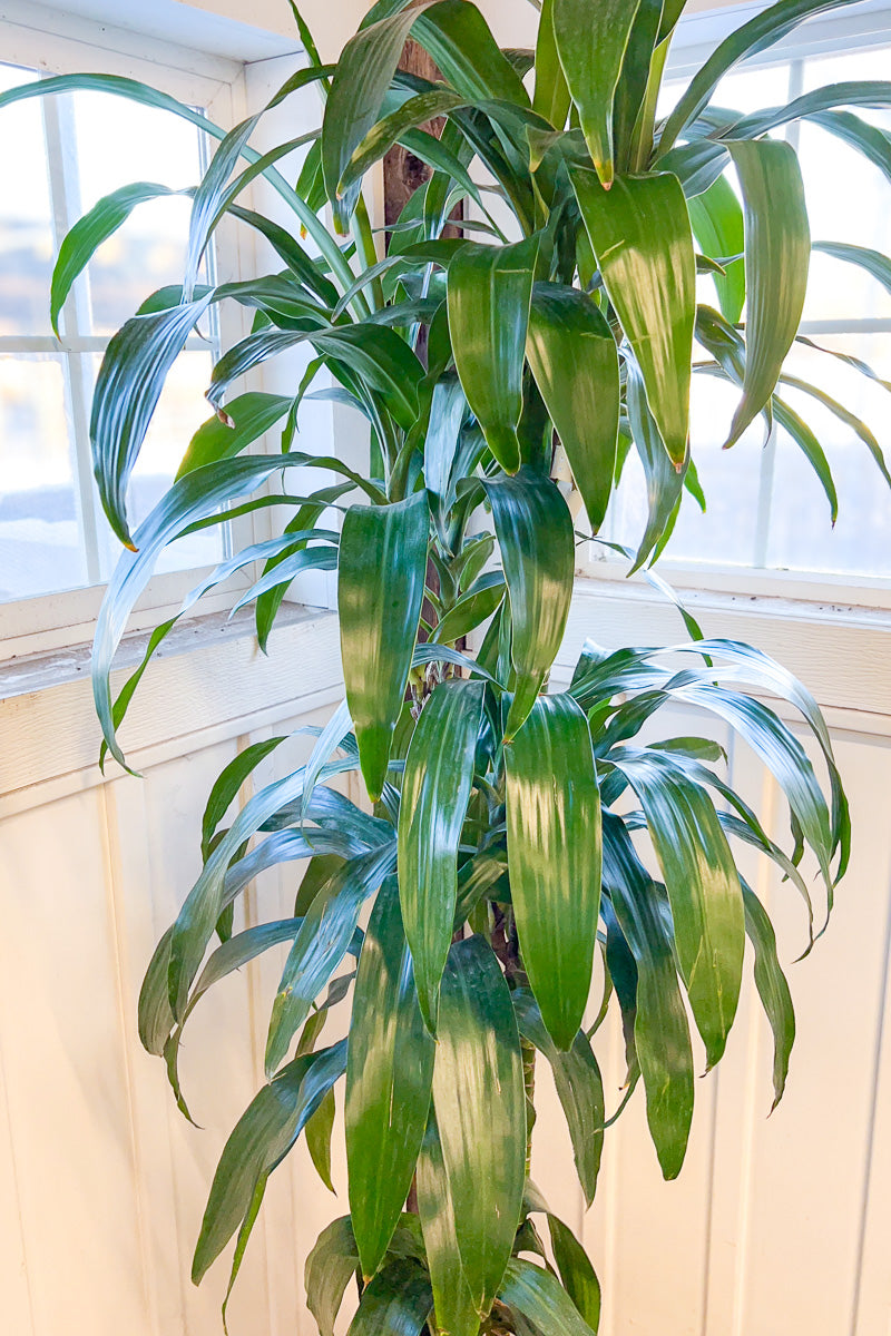 Dracaena, Lisa Cane 10" Staggered