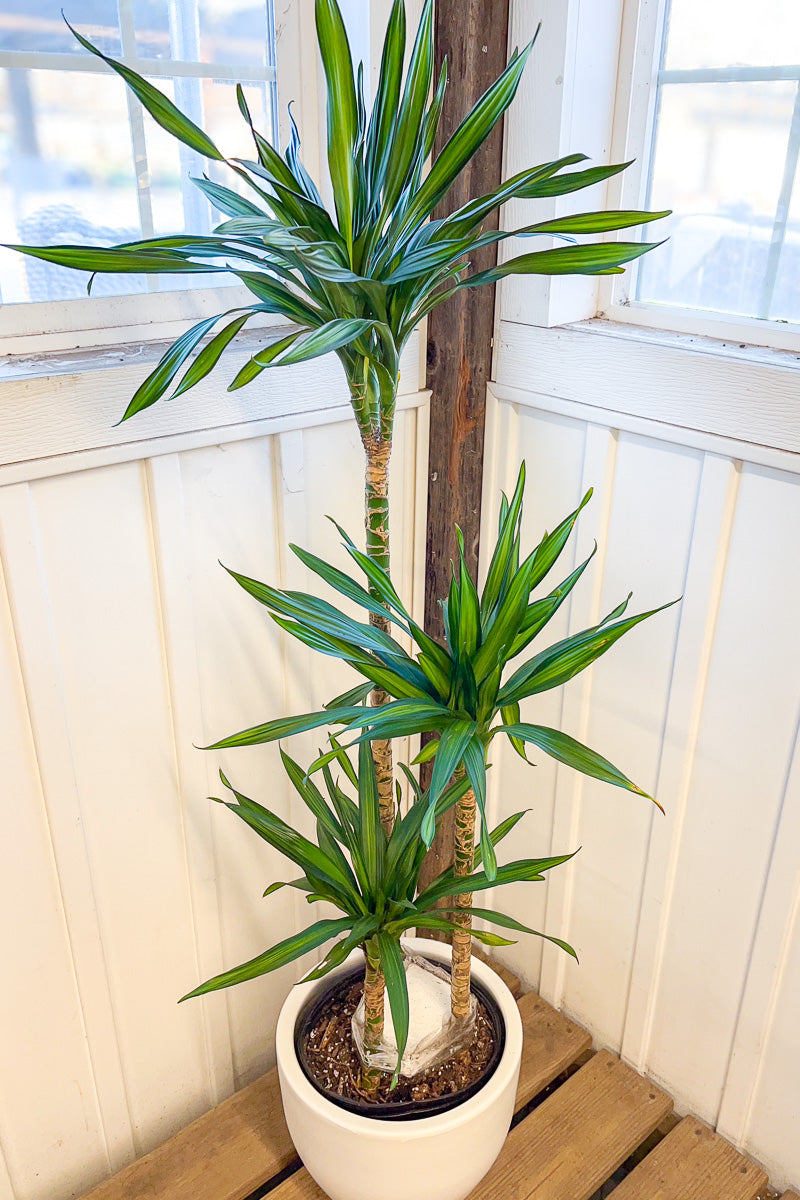 Dracaena, Rikki Cane 10" Staggered