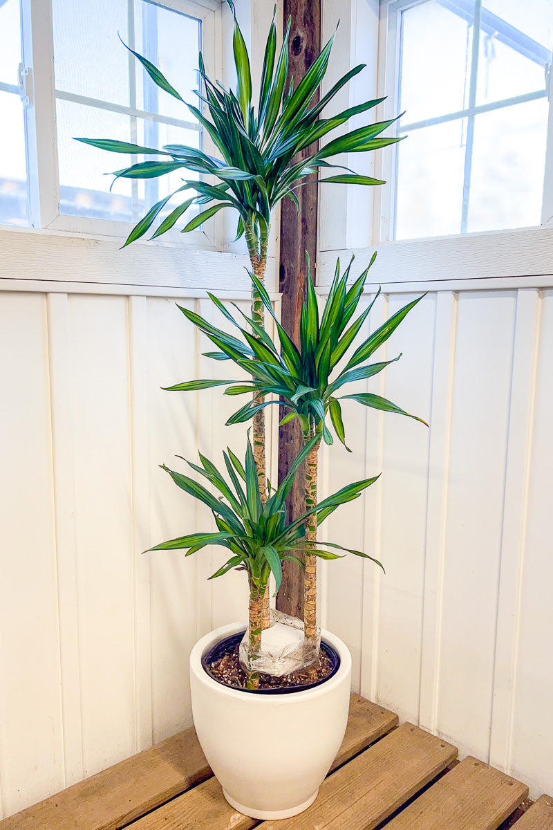 Dracaena, Rikki Cane 10" Staggered