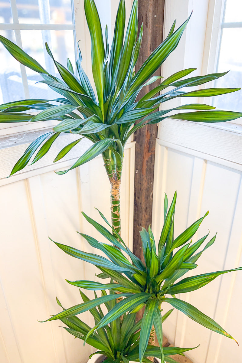 Dracaena, Rikki Cane 10" Staggered