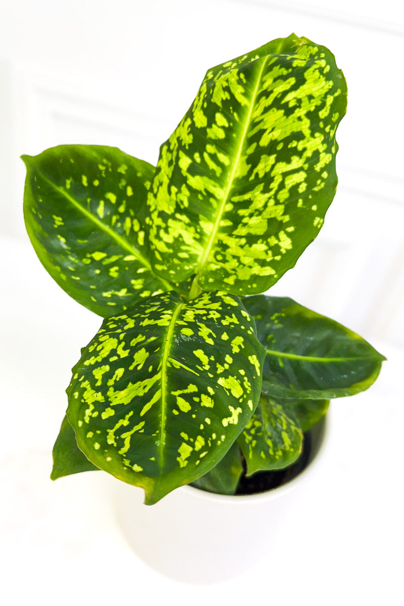 Dieffenbachia Reflector 4"