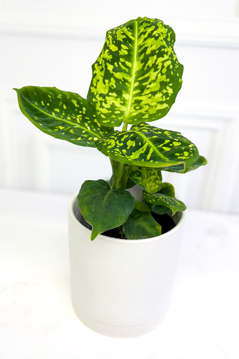 Dieffenbachia Reflector 4"