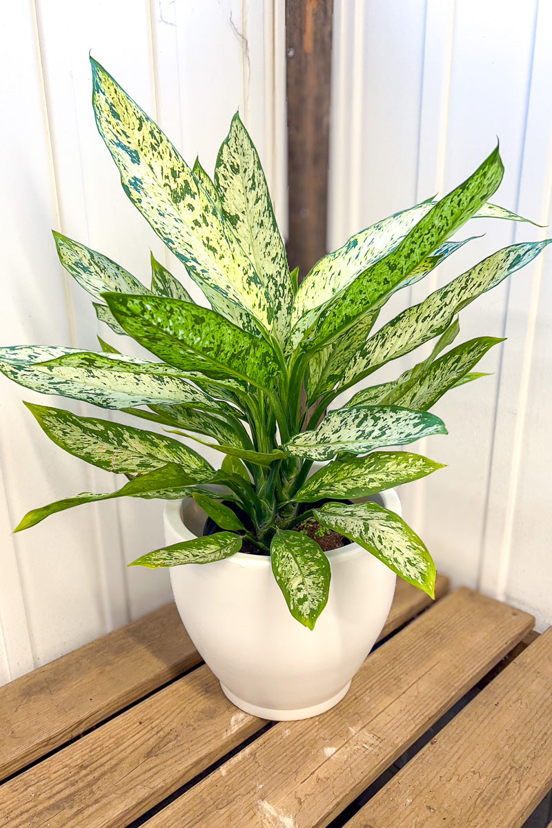 Dieffenbachia, Vesuvius 10"