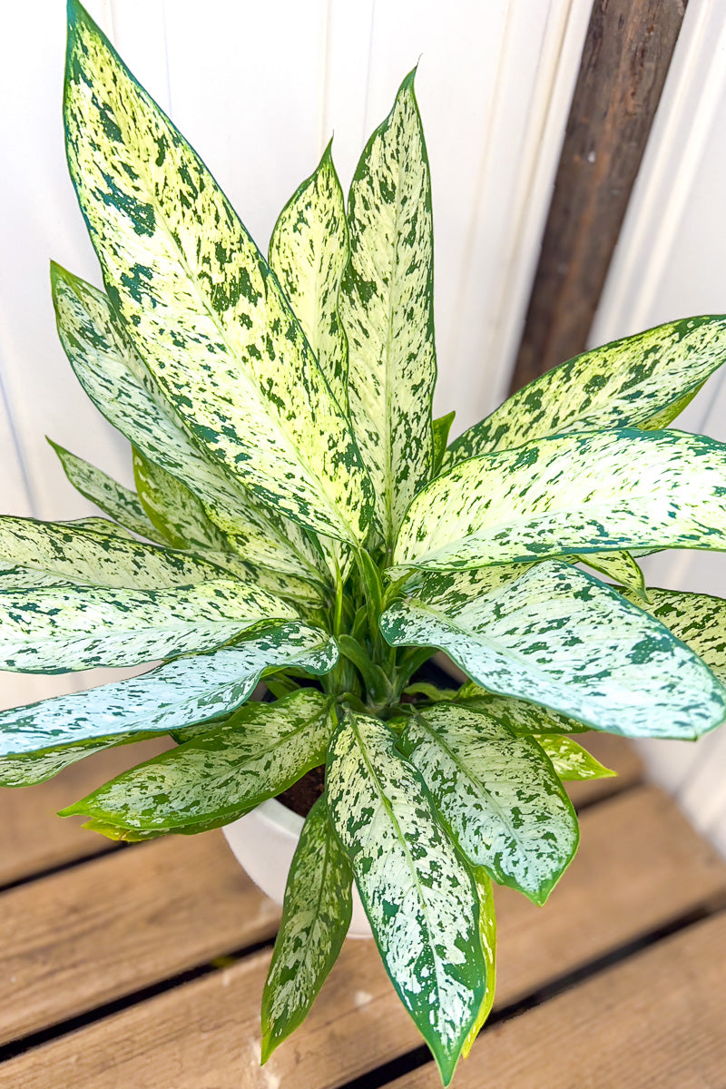 Dieffenbachia, Vesuvius 10"