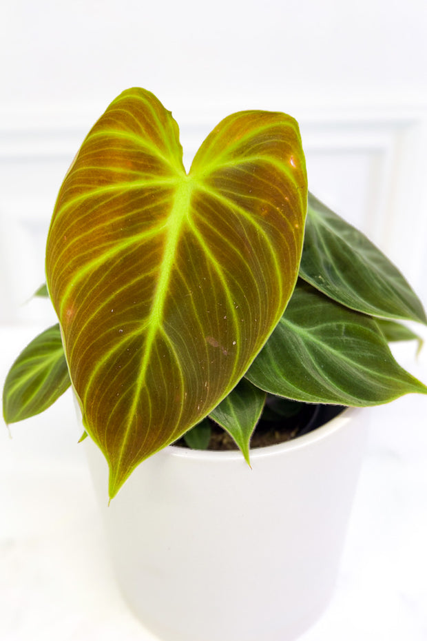 Philodendron, El Choco Red 4"