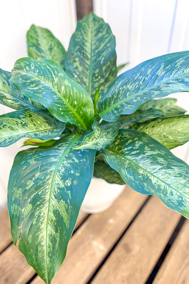 Dieffenbachia, Snow 10"