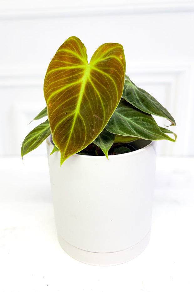 Philodendron, El Choco Red 4"