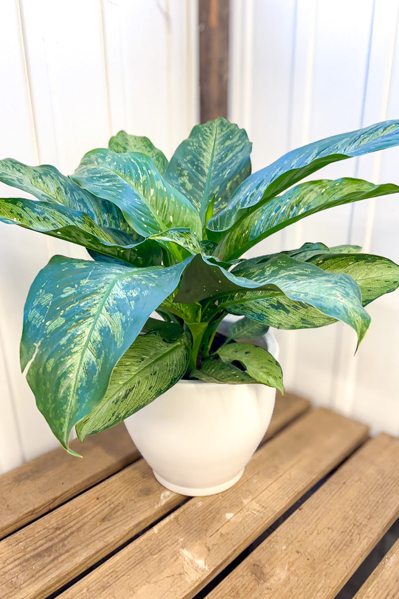 Dieffenbachia, Snow 10"