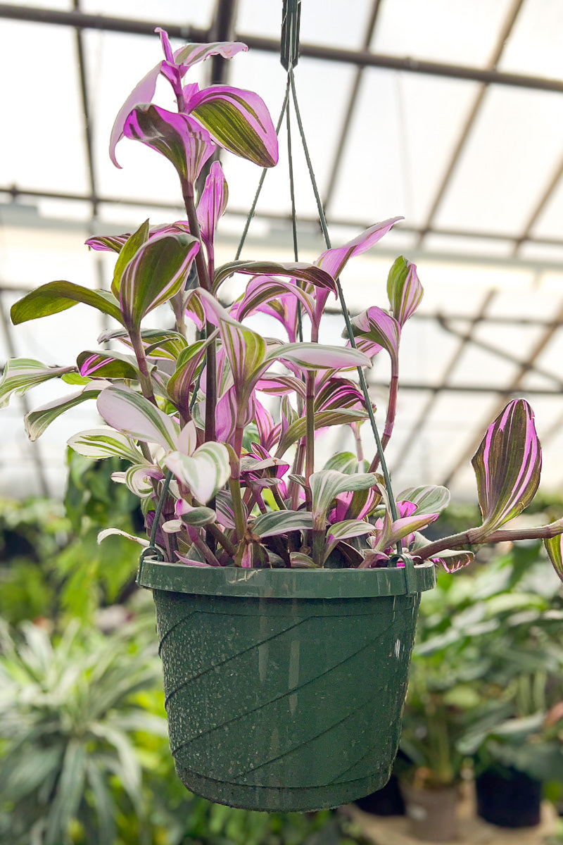 Tradescantia Nanuk 8" Hanging Basket